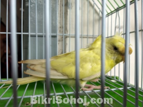 Budgerigar